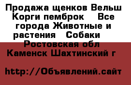 Продажа щенков Вельш Корги пемброк  - Все города Животные и растения » Собаки   . Ростовская обл.,Каменск-Шахтинский г.